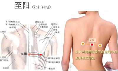 至阳穴位位置图