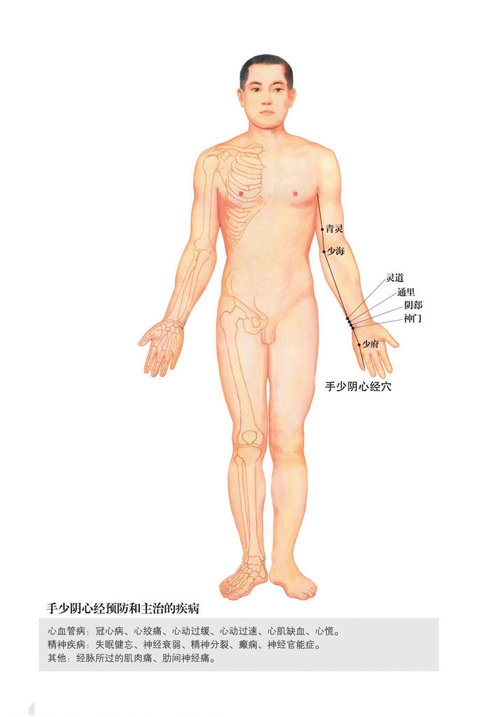 手少阴心经穴位图