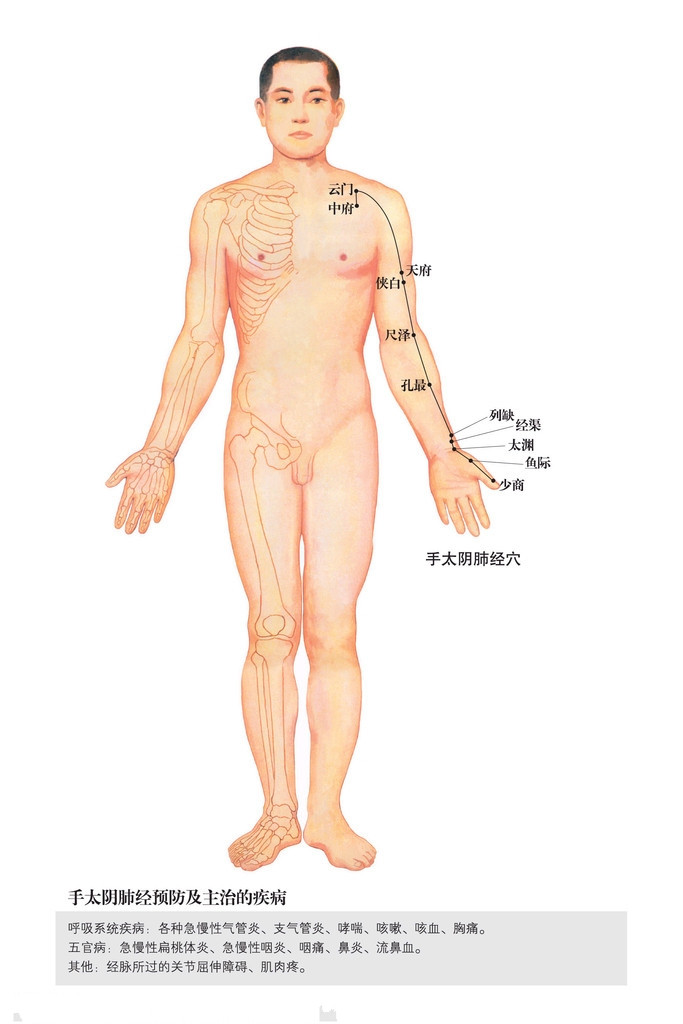 手太阴肺经穴位图
