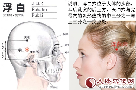 浮白穴的位置图