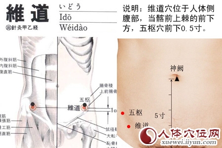 维道穴的位置图